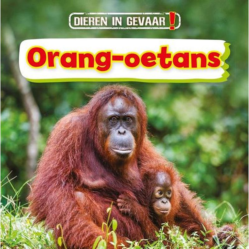 Foto van Orang-oetans