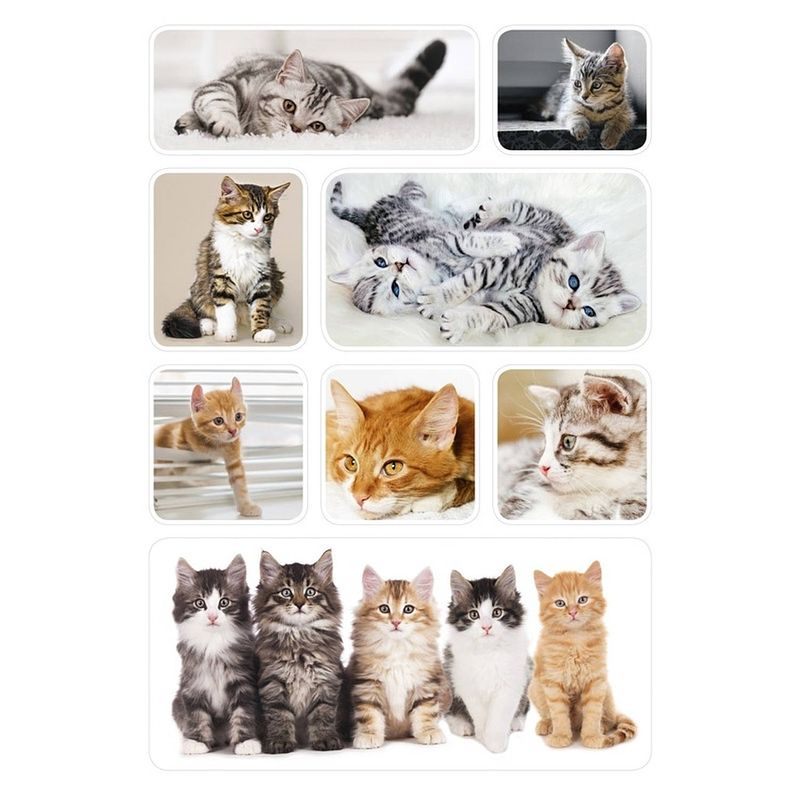 Foto van 24x poezen/katten/kittens dieren stickers - stickers