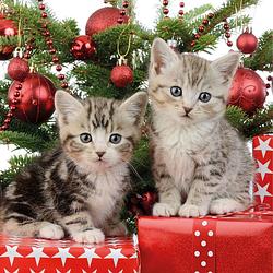 Foto van 20x kerst thema servetten met 2 kittens katten/poezen 33 x 33 cm - feestservetten