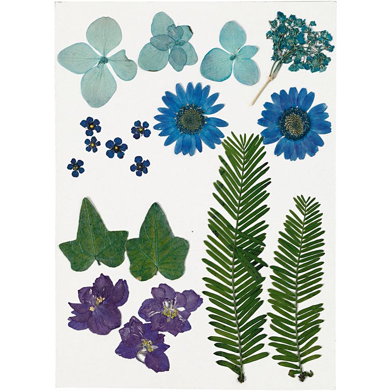 Foto van Packlinq gedroogde bloemen en bladeren. blauw. 1 doos