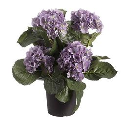 Foto van Paarse hortensia hydrangea kunstplant in zwarte kunststof pot 44 cm - kunstplanten