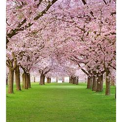 Foto van Dimex cherry trees vlies fotobehang 225x250cm 3-banen