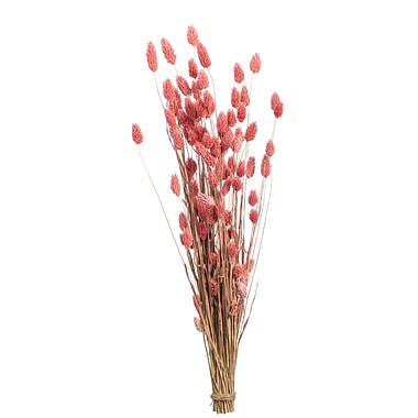 Foto van Droogbloemen bunch phalaris nature - roze - 76 cm - leen bakker