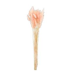 Foto van Droogbloemen lagurus - roze - 45 cm - leen bakker