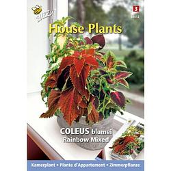 Foto van 3 stuks - buzzy - house plants coleus rainbow mix