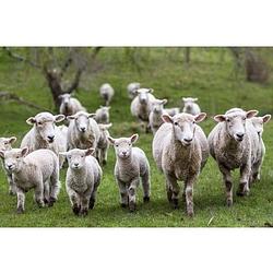 Foto van Set van 4x stuks placemats schapen en lammetjes 3d 30 x 40 cm - placemats