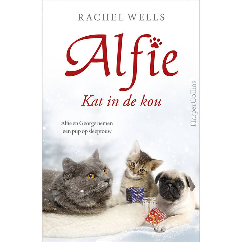 Foto van Alfie - kat in de kou