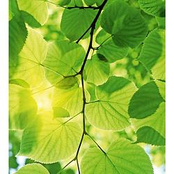 Foto van Dimex green leaves vlies fotobehang 225x250cm 3-banen