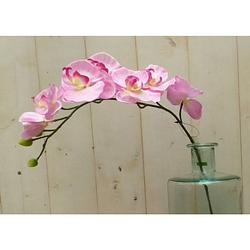 Foto van Warentuin mix - kunstvlinderorchidee op steker roze