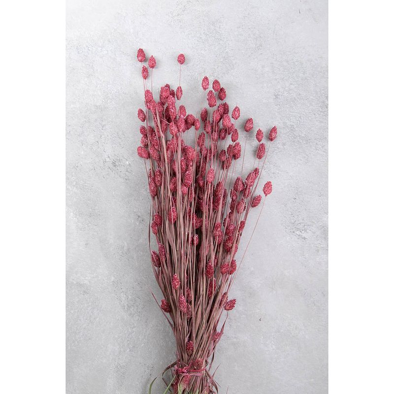 Foto van Couronne bundeltje gedroogde bloemen phalaris old pink