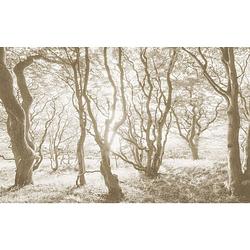 Foto van Fotobehang - bleached birch 400x250cm - vliesbehang