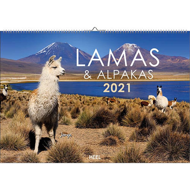 Foto van Comello agenda lamas & alpakas 2021 47,5 x 33 cm papier