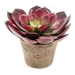 Foto van Kunstplant echeveria pelusida in oude terracotta pot 20 cm - kunstplanten