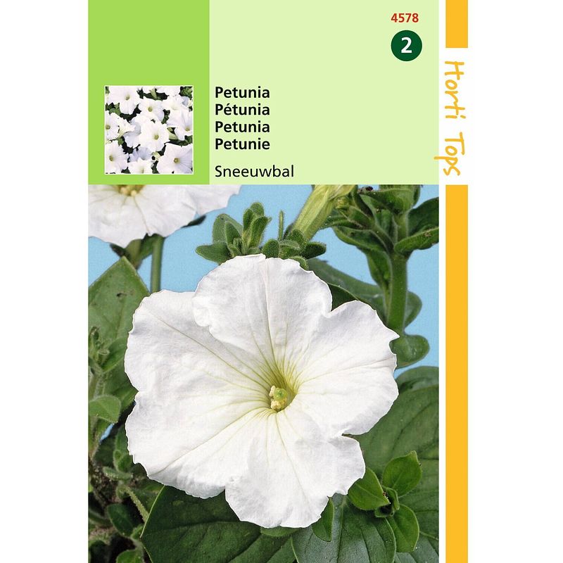 Foto van Hortitops - 2 stuks petunia hybr.nana comp. sneeuwbal