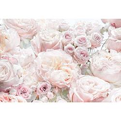 Foto van Komar spring roses papier fotobehang 368x254cm 8-delen