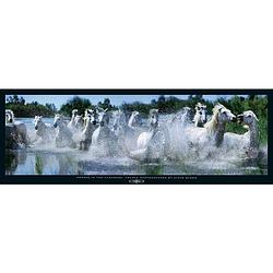 Foto van Steve bloom - horses in the camargue kunstdruk 95x33cm