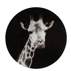 Foto van Glasschilderij giraffe zwart/wit 50 cm