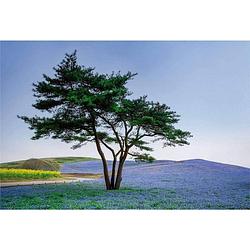 Foto van Wizard+genius tree in blue flower field in japan vlies fotobehang 384x260cm 8-banen