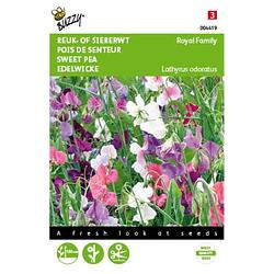 Foto van 2 stuks lathyrus odoratus royal family gem.