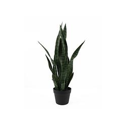 Foto van Present time - kunstplant sansevieria - donkergroen