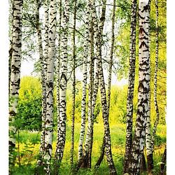 Foto van Dimex birch forest vlies fotobehang 225x250cm 3-banen