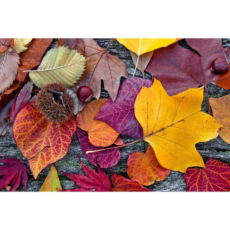 Foto van Dimex autumn leaves vlies fotobehang 375x250cm 5-banen