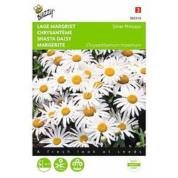 Foto van 2 stuks chrysanthemum maximum nanum silver princess