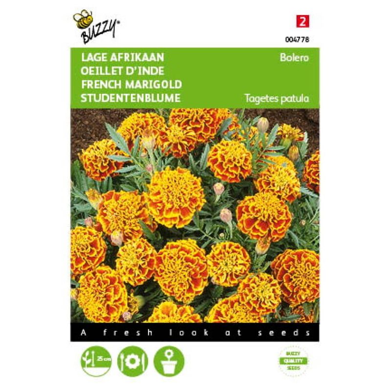 Foto van 2 stuks tagetes patula nana bolero