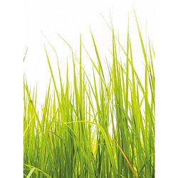 Foto van Wizard+genius high grass vlies fotobehang 192x260cm 4-banen