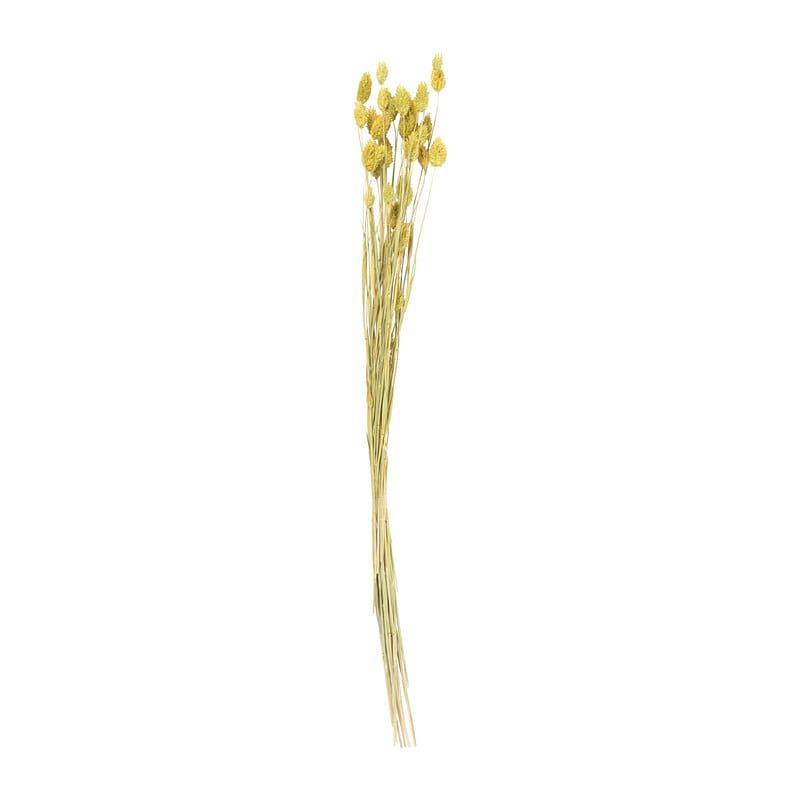 Foto van Droogbloem phalaris - okergeel - 60 cm