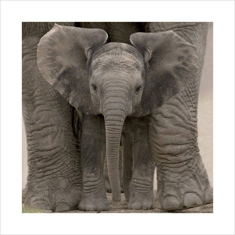 Foto van Pyramid big ears baby elephant kunstdruk 40x40cm