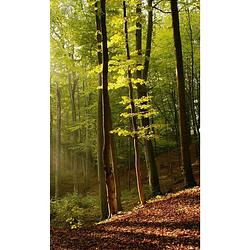 Foto van Dimex forest vlies fotobehang 150x250cm 2-banen