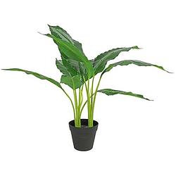 Foto van Non-branded kunstplant dieffenbachia 30 x 60 cm groen