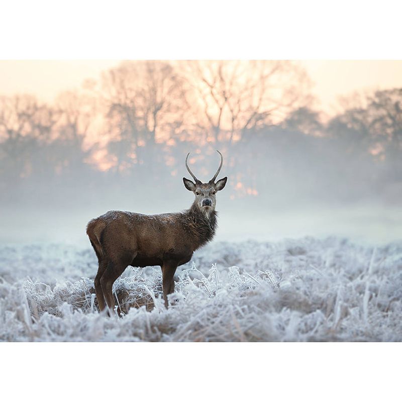 Foto van Inductiebeschermer - edelhert in de winter - 56x38 cm