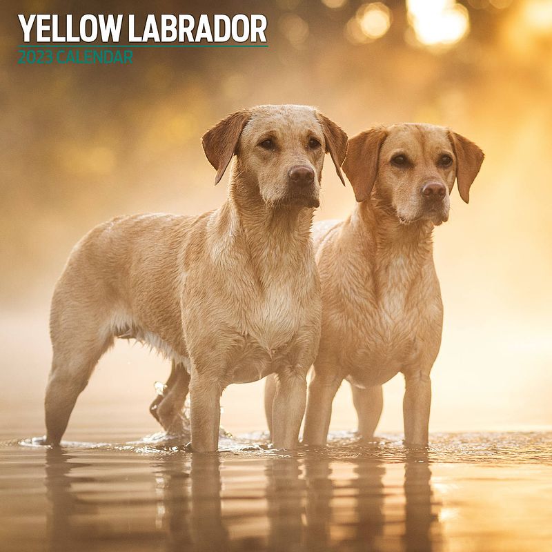 Foto van Labrador retriever blond kalender 2023