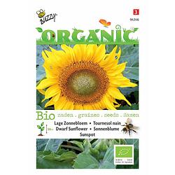 Foto van Buzzy - 5 stuks organic zonnebloem type sunspot (skal 14275)