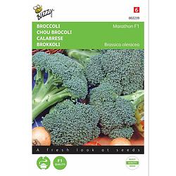 Foto van 2 stuks broccoli southern comet f1