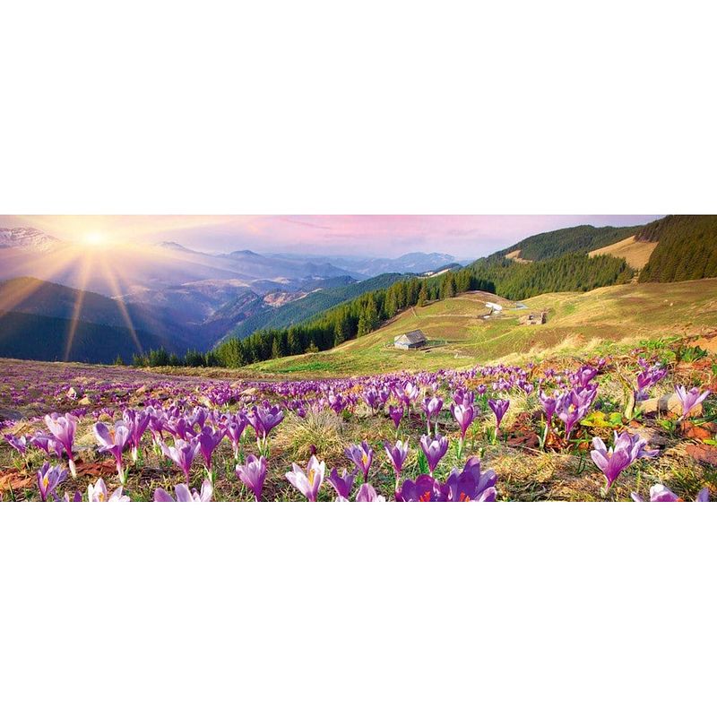 Foto van Dimex crocuses at spring vlies fotobehang 375x150cm 2-delen