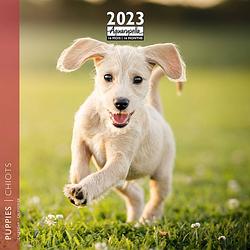 Foto van Puppies kalender 2023