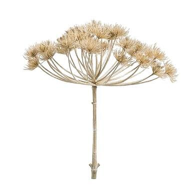 Foto van Heracleum - beige - 43 cm - leen bakker