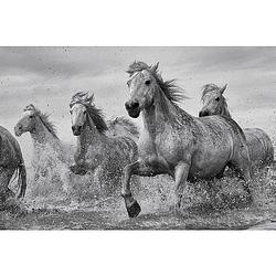 Foto van Pyramid camargue horses poster 91,5x61cm