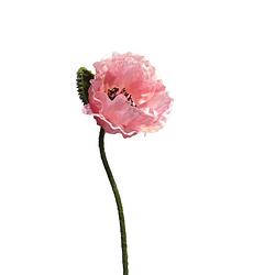 Foto van Papaver nudicaule pink open flower 70 cm kunstbloemen