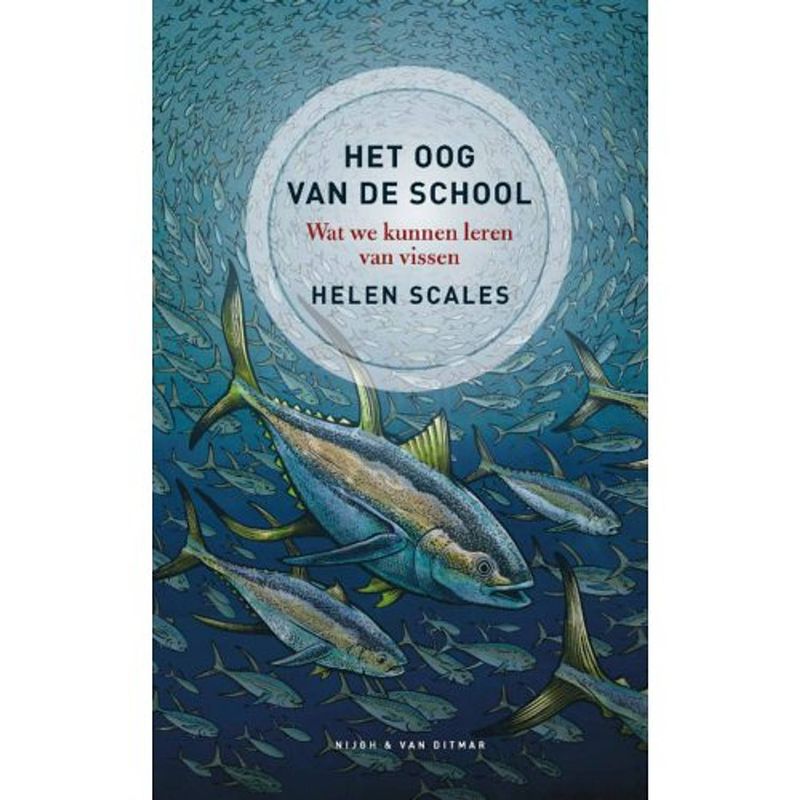 Foto van Het oog van de school