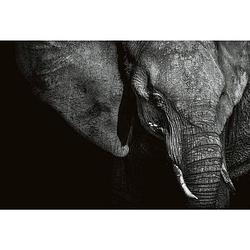 Foto van Wizard+genius beautiful elephant vlies fotobehang 384x260cm 8-banen