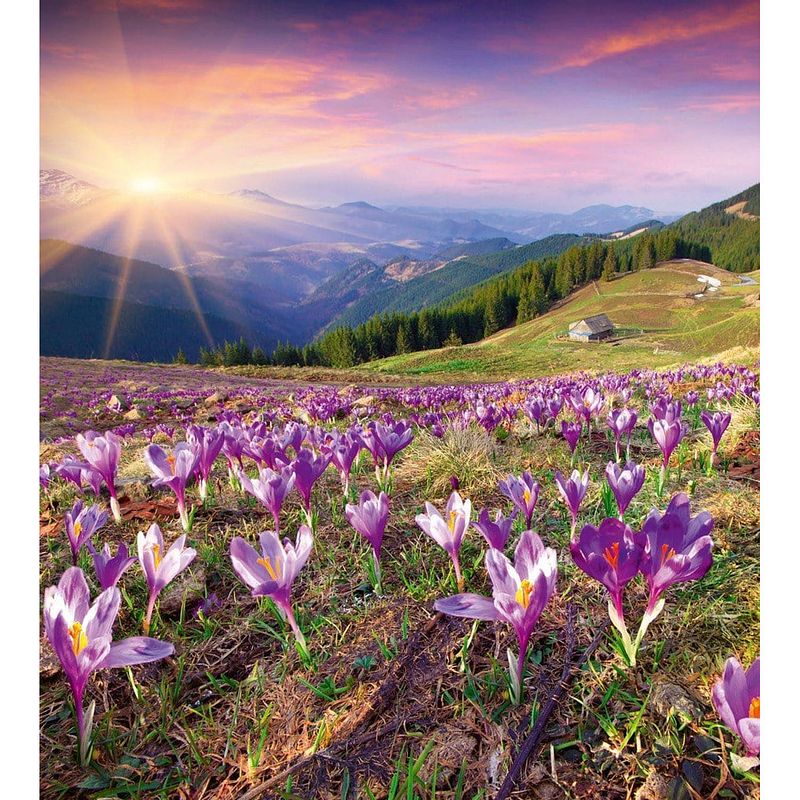 Foto van Dimex crocuses at spring vlies fotobehang 225x250cm 3-banen