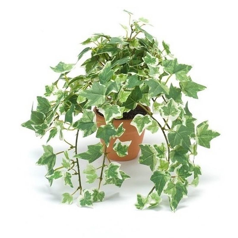 Foto van Kunstplant klimop groen/wit in terracotta pot 30 cm - kunstplanten