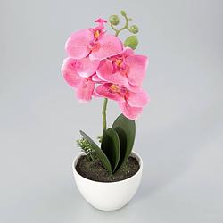Foto van Orchidee in kunststof pot roze m