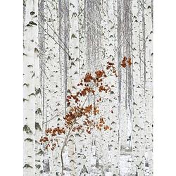 Foto van Wizard+genius white birch forest vlies fotobehang 192x260cm 4-banen