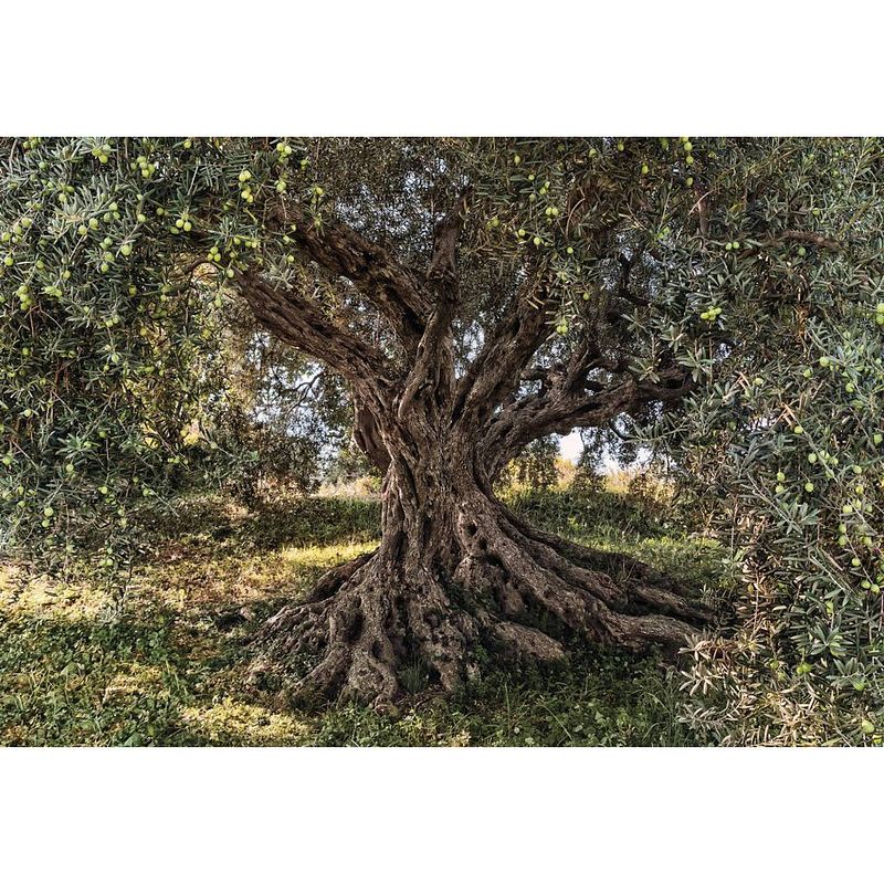 Foto van Komar olive tree fotobehang national geographic 368x254cm 8-delen