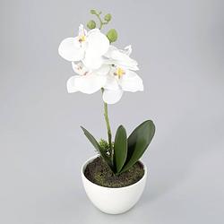 Foto van Orchidee in kunststof pot wit m
